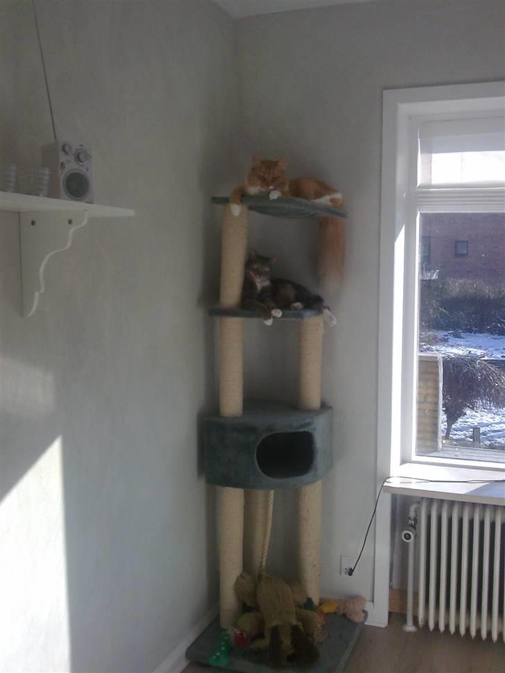 Boxer Nanna - Nanna´s 2 brødre. Cornelius og Elvis som bestemt ikke er enige med Nanna og ønsker hende hen hvor peberet gror billede 20