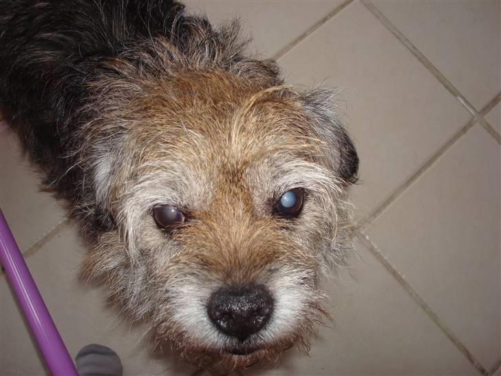 Border terrier Fox Forest Little Hattiwhati - hej og velkommen på min lille drengs profil =) billede 1