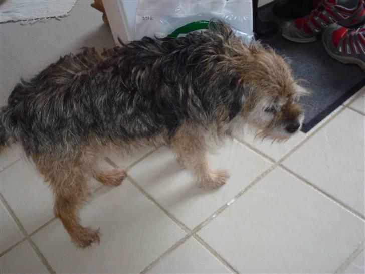 Border terrier Fox Forest Little Hattiwhati - nårhh et supper godt billed =) billede 2