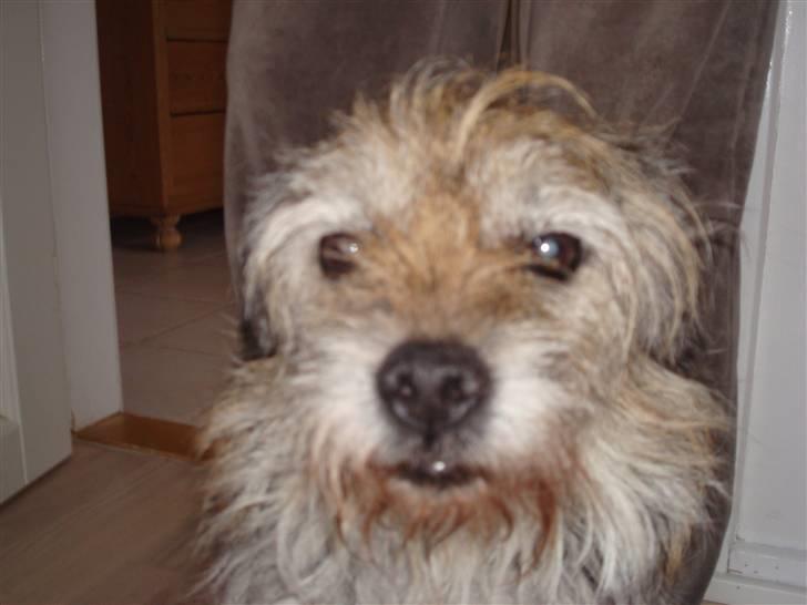 Border terrier Fox Forest Little Hattiwhati - et flot hoved billed =) billede 3