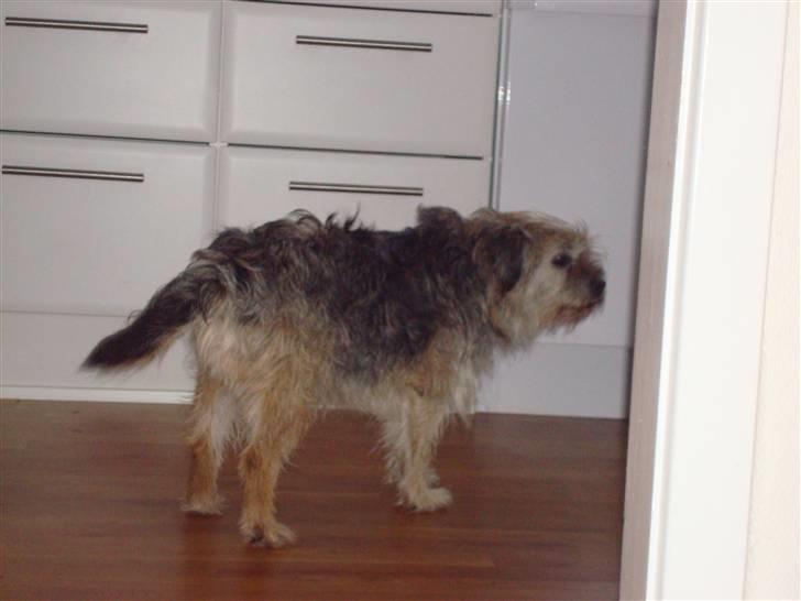 Border terrier Fox Forest Little Hattiwhati - han står og venter på mad =) billede 4