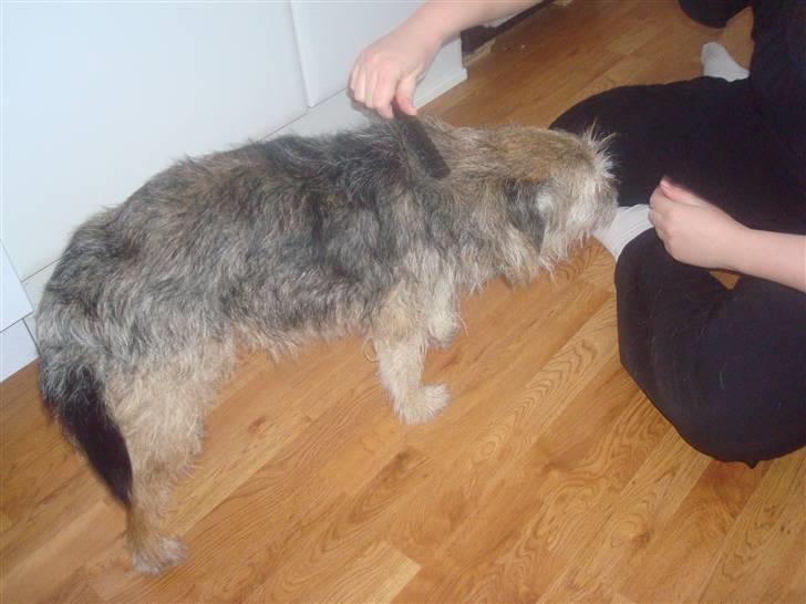 Border terrier Fox Forest Little Hattiwhati - igang med at blive klippet han er jo gammel så vil ikke plukke ham =) billede 5