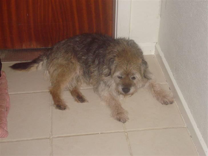 Border terrier Fox Forest Little Hattiwhati - inden han bliver klippet han ligger lige og sover lidt =) billede 6