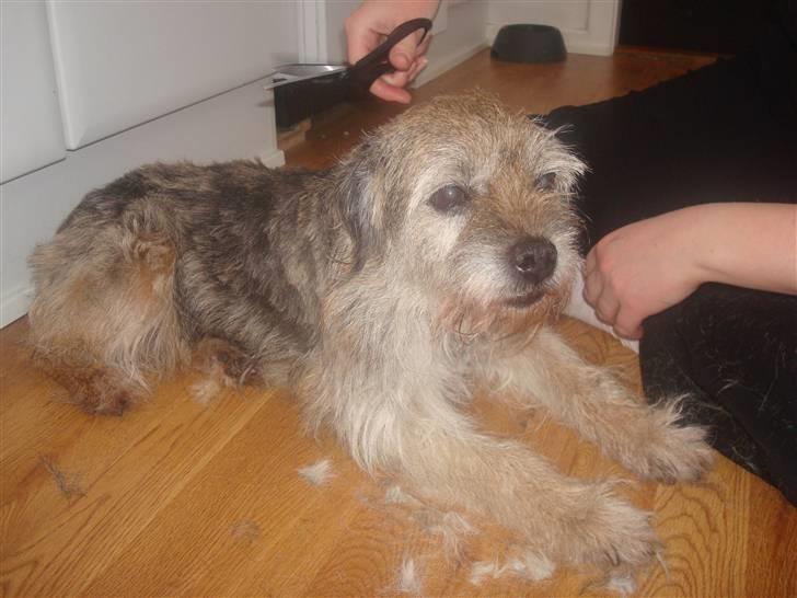 Border terrier Fox Forest Little Hattiwhati - igang med at blive klippet jeg tror han tabte 300 gram efter pelsen var væk sygt =) billede 7