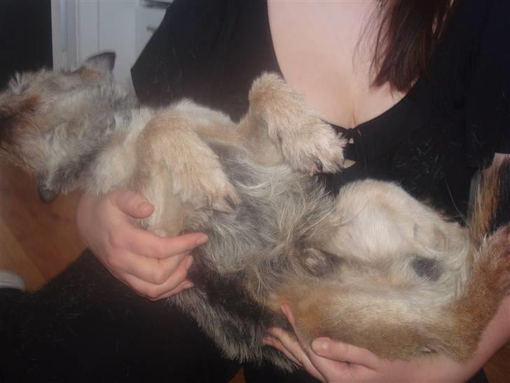 Border terrier Fox Forest Little Hattiwhati - han ligger rigtig og hygger =) billede 8