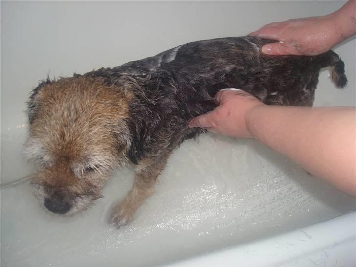 Border terrier Fox Forest Little Hattiwhati - han bliver smurt ind i sæbe =) billede 9