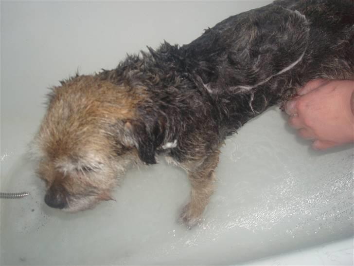 Border terrier Fox Forest Little Hattiwhati - han bliver rigtig smurt ind i sæbe =) billede 10