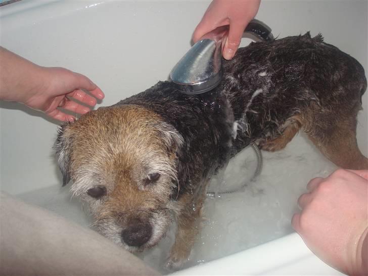 Border terrier Fox Forest Little Hattiwhati - han bliver vasket =) billede 11