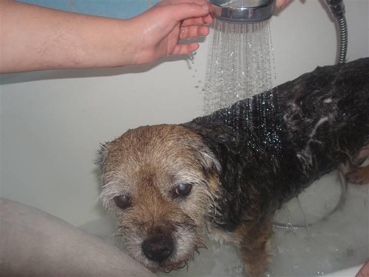 Border terrier Fox Forest Little Hattiwhati - godt og sødt billed han bliver vasket =) billede 12