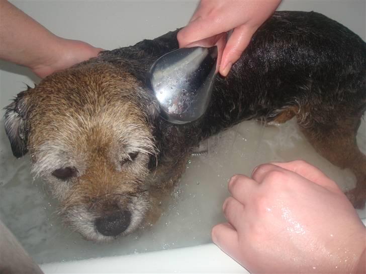 Border terrier Fox Forest Little Hattiwhati - og ved ørerne =) billede 13