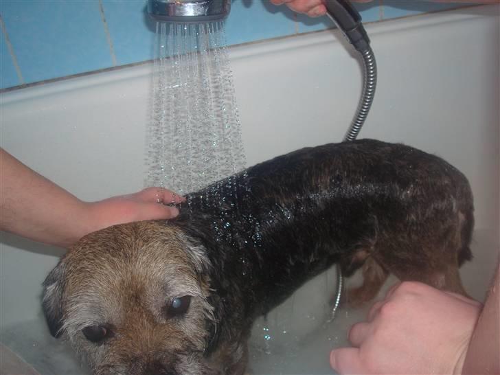Border terrier Fox Forest Little Hattiwhati - og på hele kroppen bliver han vasket =) billede 14