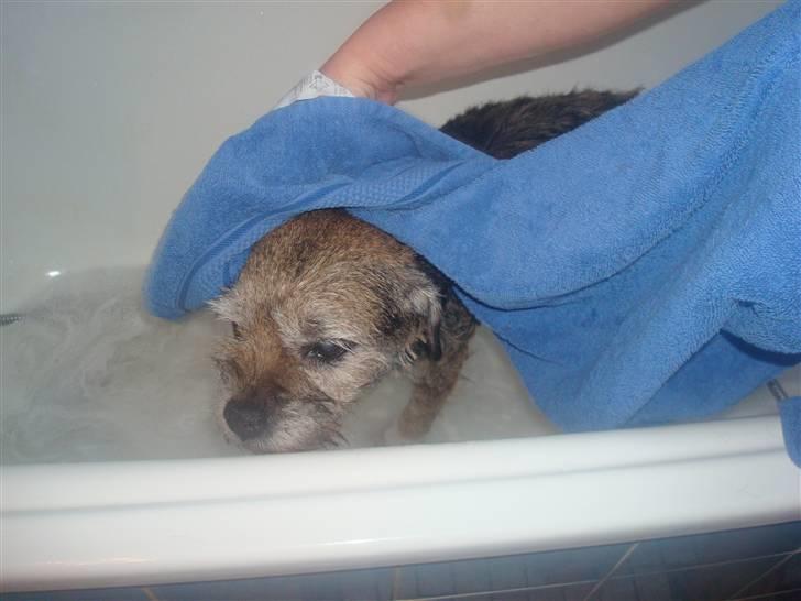 Border terrier Fox Forest Little Hattiwhati - her bliver han tøret =) billede 15