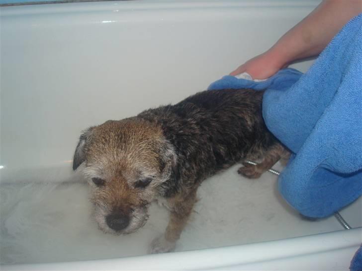 Border terrier Fox Forest Little Hattiwhati - så er vi næsten  færdige =) billede 16