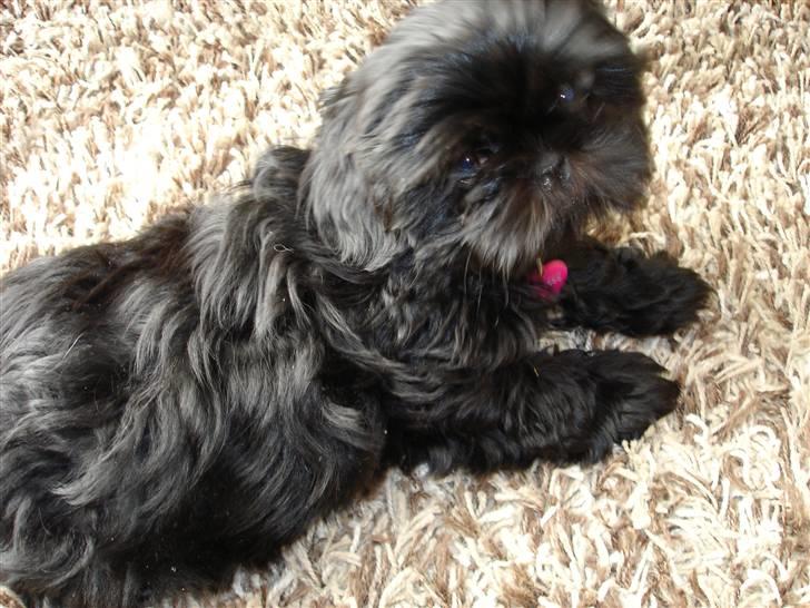 Shih tzu Taybes Coco|Solgt billede 6