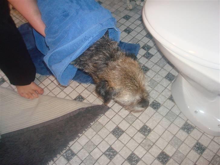 Border terrier Fox Forest Little Hattiwhati - han prøver at flygte fra håndklædet =) billede 17