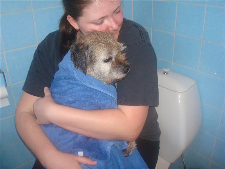 Border terrier Fox Forest Little Hattiwhati - min mor og drengen han har et langt navn så jeg kalder ham på billeder min lille dreng =) billede 18