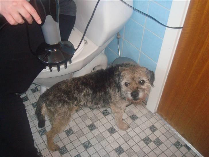 Border terrier Fox Forest Little Hattiwhati - igang med at blive over tøret =) billede 19