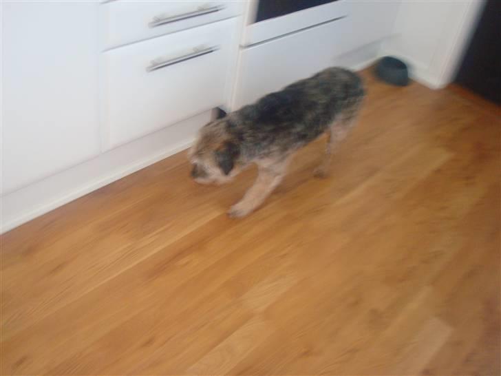 Border terrier Fox Forest Little Hattiwhati - her løber han =) billede 20