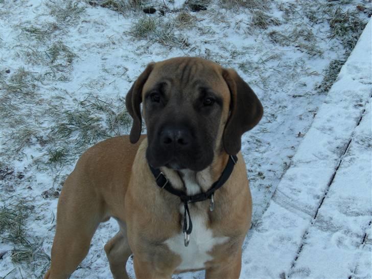 Boerboel Anton billede 7