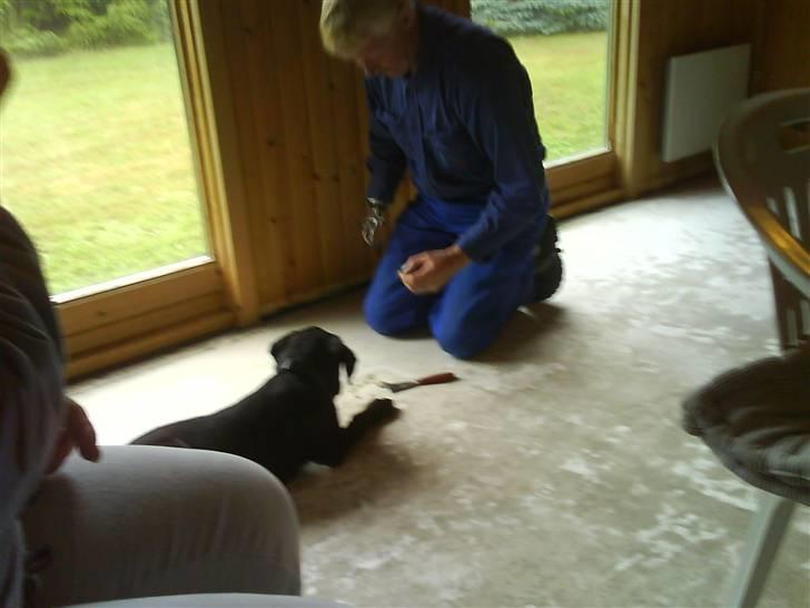 Labrador retriever buster 'R.I.P.' - jeg hjælper farmand med guldet billede 7