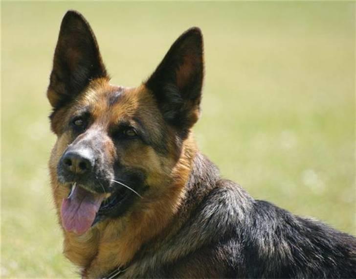 Schæferhund Sheika - Velkommen:). billede 1