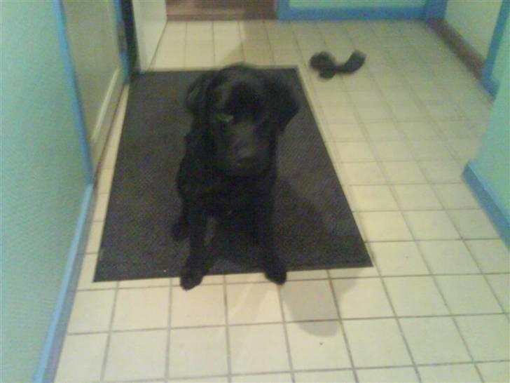 Labrador retriever buster 'R.I.P.' - er jeg ikke sød  billede 8