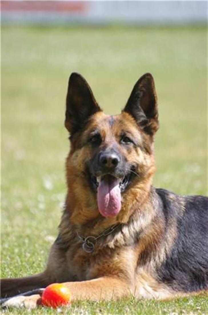 Schæferhund Sheika billede 2