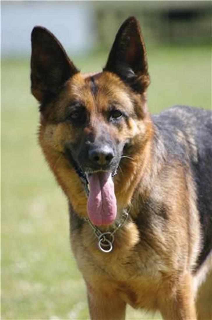 Schæferhund Sheika billede 3