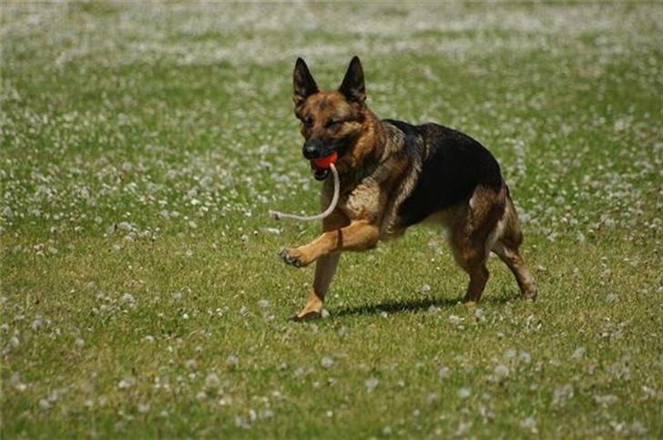 Schæferhund Sheika - Lidt leg med bolden :). billede 4