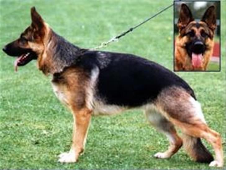 Schæferhund Sheika - Standbillede. billede 5