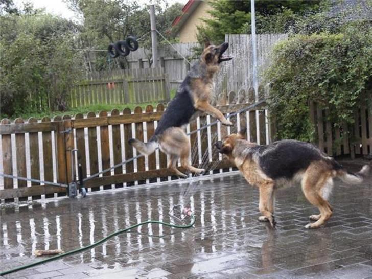 Schæferhund Sheika - Vandhund. billede 6