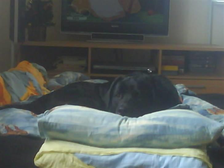 Labrador retriever buster 'R.I.P.' - jeg kikker på dig line billede 9