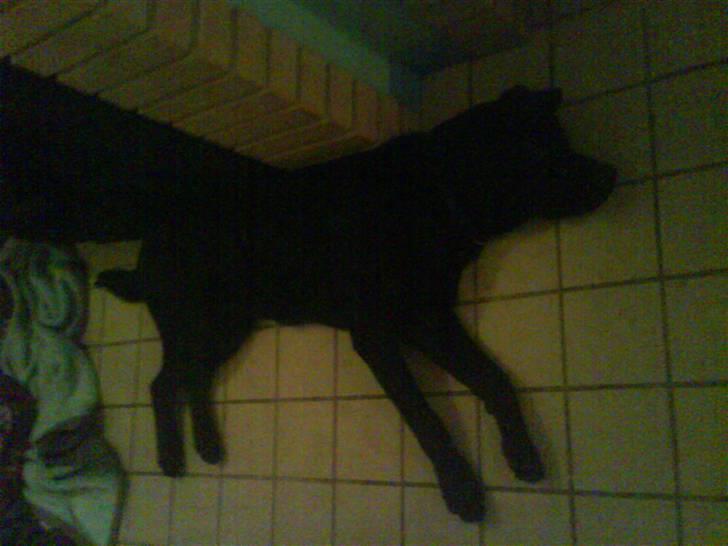 Labrador retriever buster 'R.I.P.' - jeg sover her billede 10