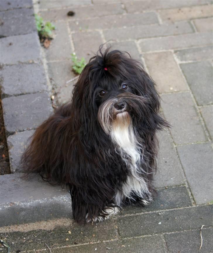 Bichon havanais Tessi billede 18