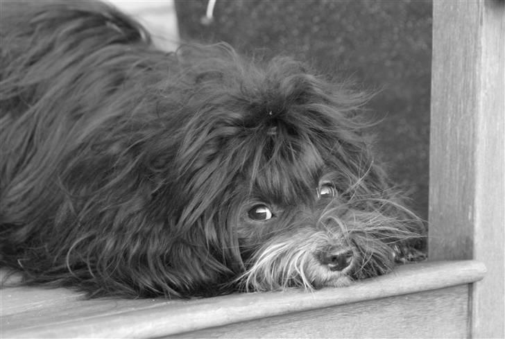 Bichon havanais Tessi billede 19