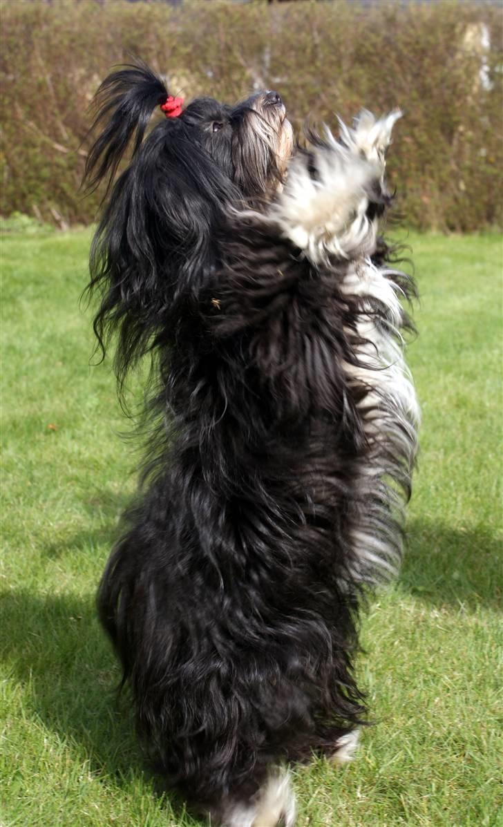 Bichon havanais Tessi billede 20