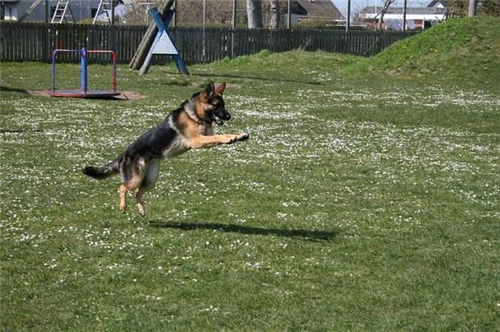 Schæferhund Fiona billede 3