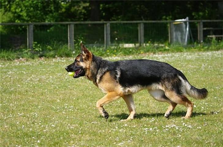 Schæferhund Fiona billede 6