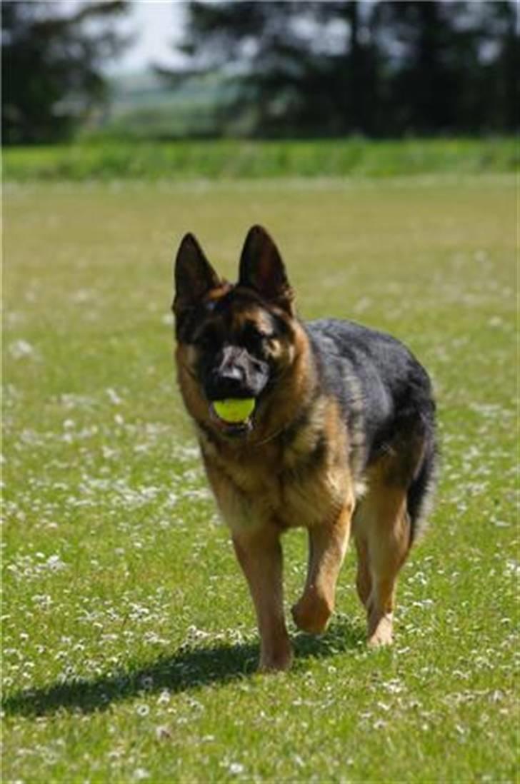 Schæferhund Fiona billede 7