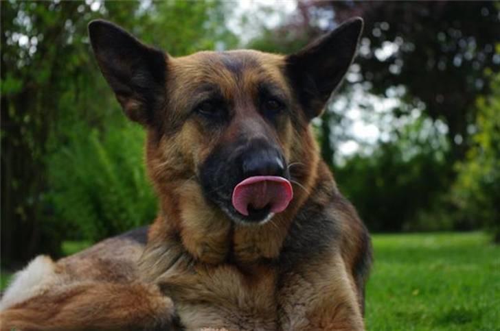 Schæferhund Sheika billede 7