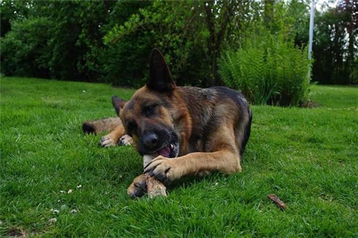 Schæferhund Sheika billede 8