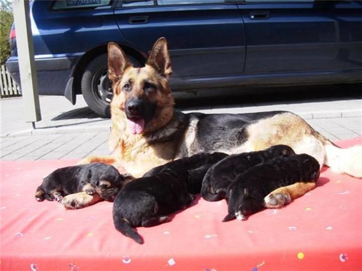 Schæferhund Sheika - Sheika og hendes hvalpe, :) billede 9