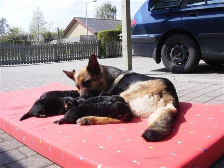 Schæferhund Sheika billede 10