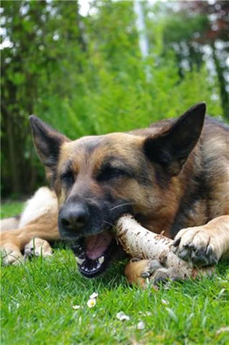 Schæferhund Sheika billede 11