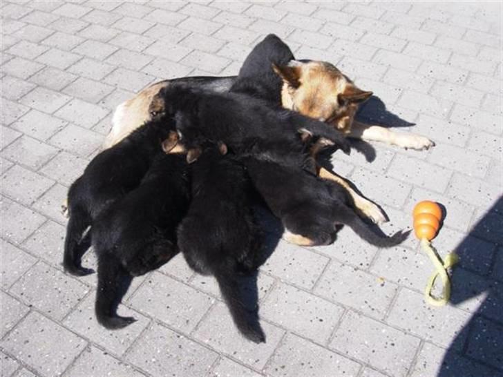 Schæferhund Sheika billede 12