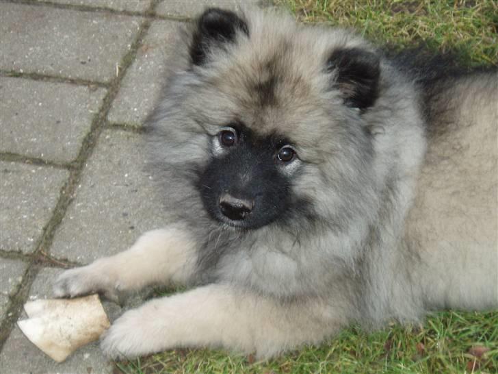 Keeshond Kees my Lovely Marissa - Jeg er kommet til Hundested billede 1