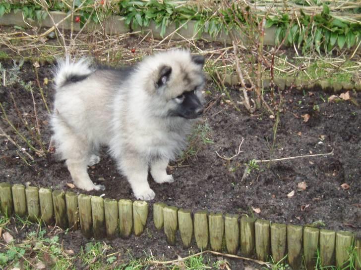 Keeshond Kees my Lovely Marissa - Mor bliver sur nå hun ser mig i blomsterbedet billede 2