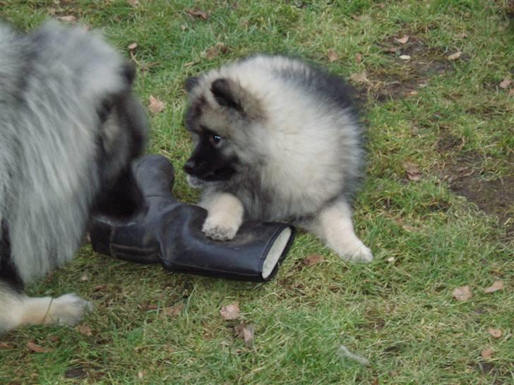 Keeshond Kees my Lovely Marissa - Ciris det er min Støvle, jeg har selv tage den fra far.  billede 3