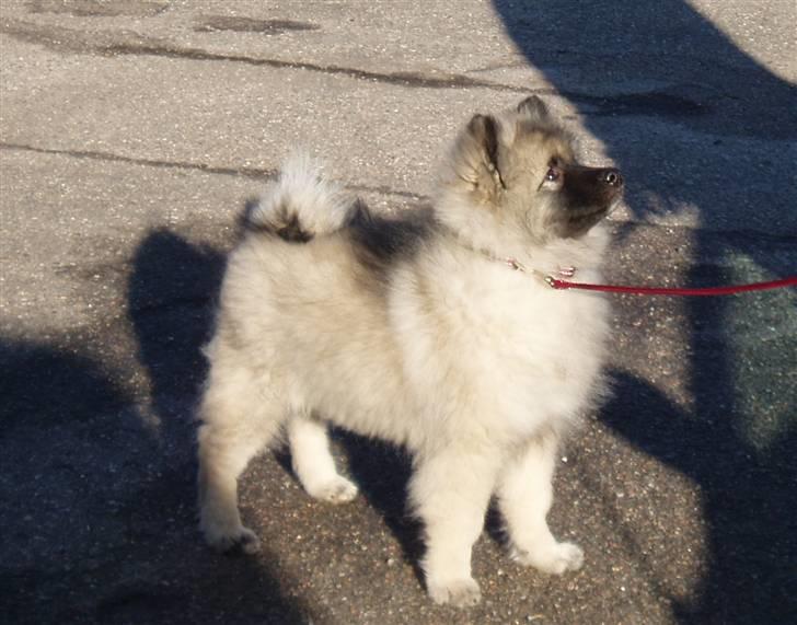Keeshond Kees my Lovely Marissa - Far siger det sådan jeg skal stå på udstilling. billede 4