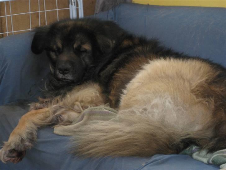 Leonberger Humle* MISSING! :/  billede 15